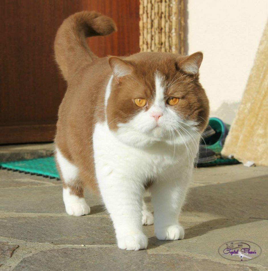Кот британский гладкошерстный палевый