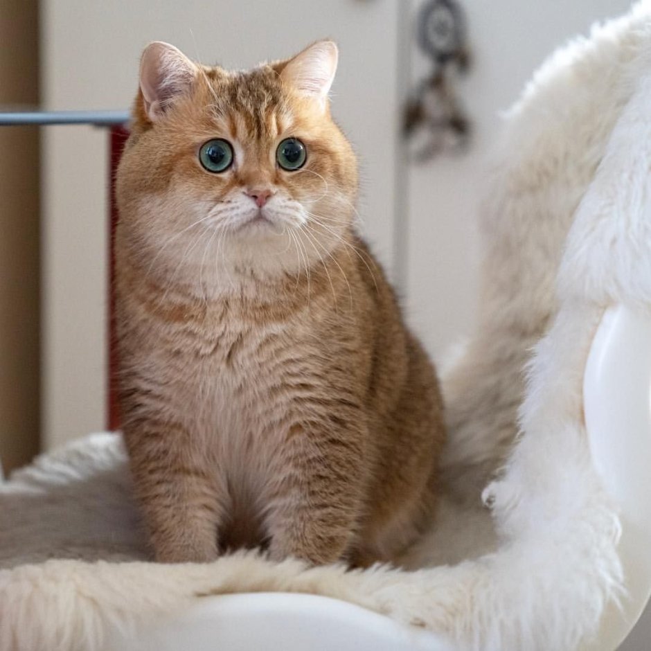 Скоттиш страйт жирный