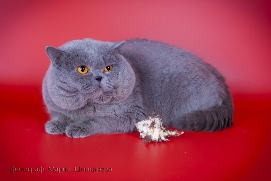 Шотландская короткошёрстная кошка