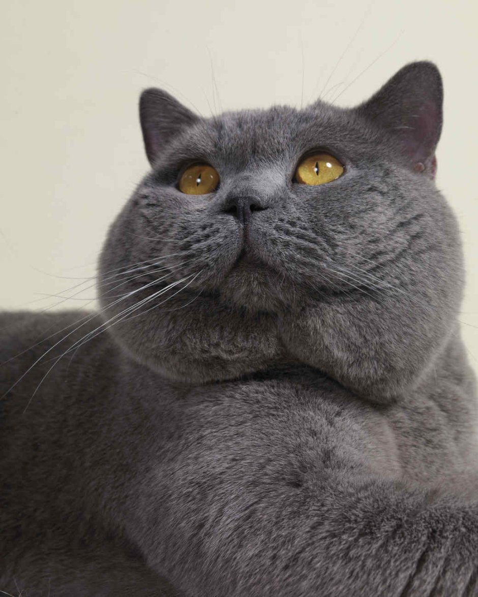 Кот британский Монарх