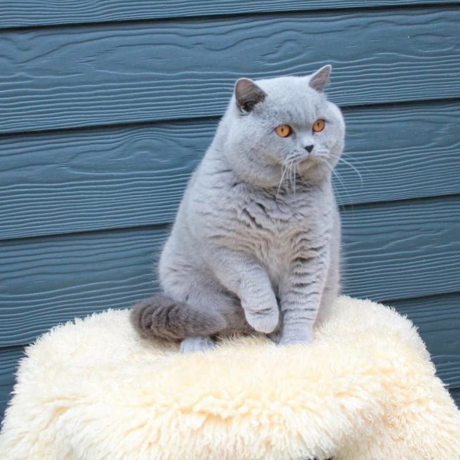 Британская короткошёрстная кошка