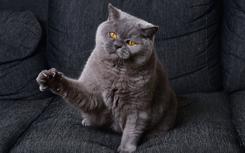 Британский короткошерстный кот толстый