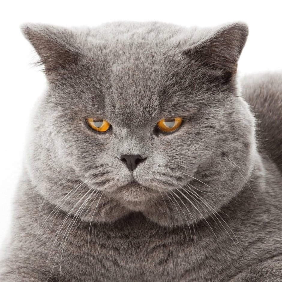 Британец кот
