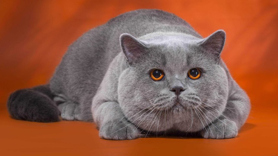 Голубой британец кот вислоухий