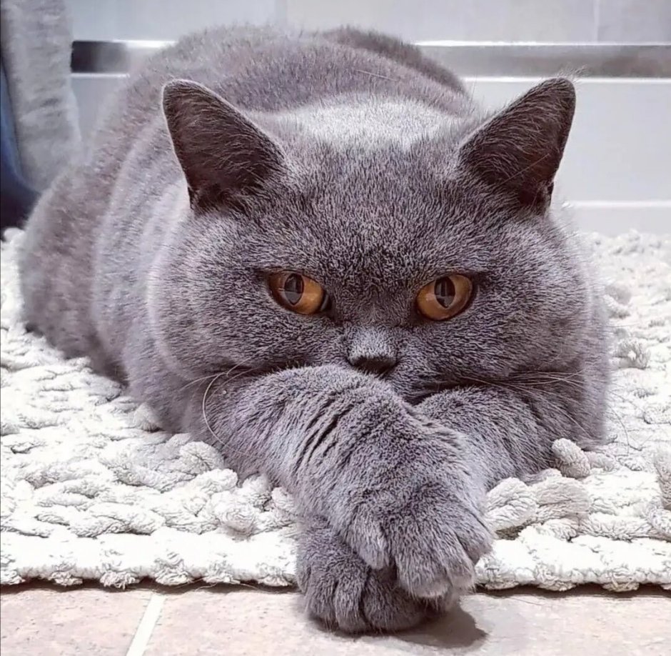 Британский короткошерстный кот толстый