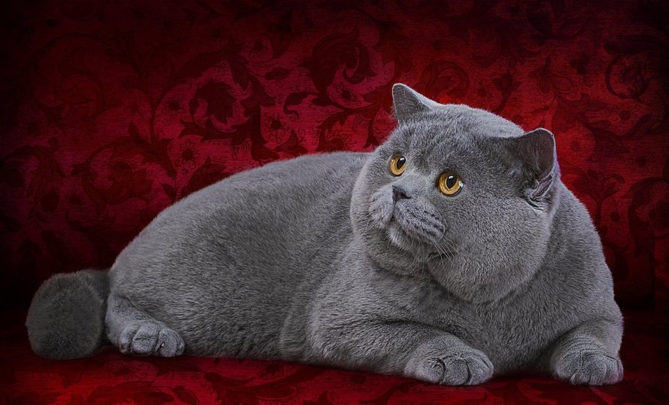 Британский короткошерстный кот толстый