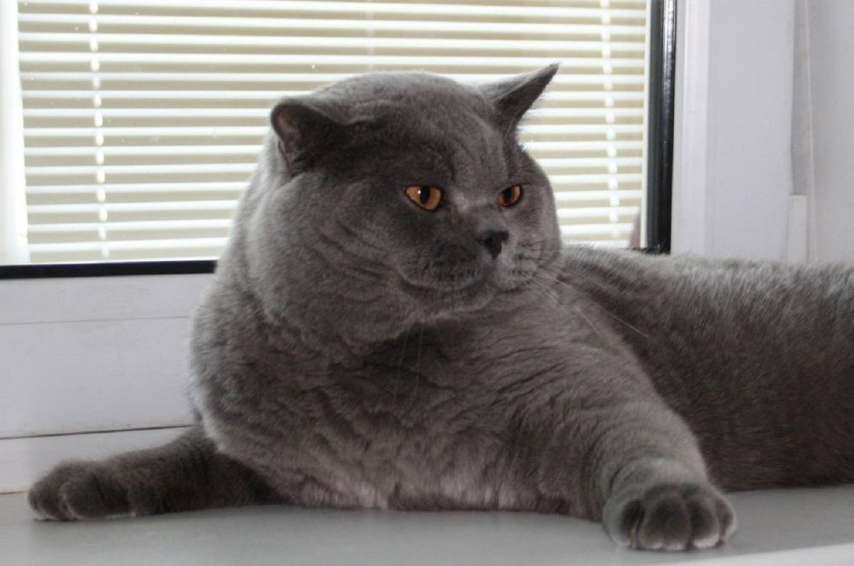 Королевский британец