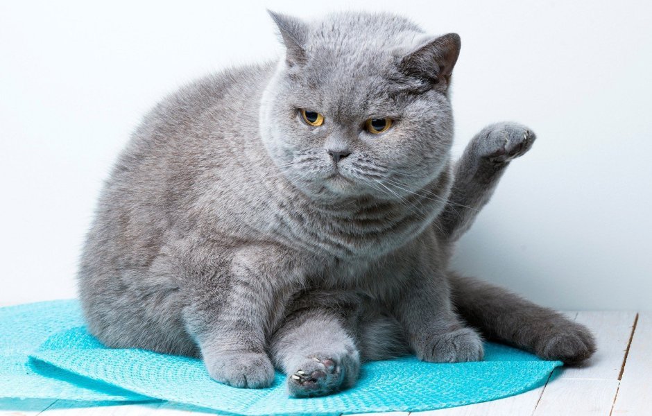 Скоттиш страйт Хосико
