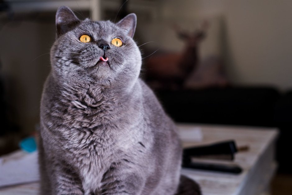 Рыжий британский кот