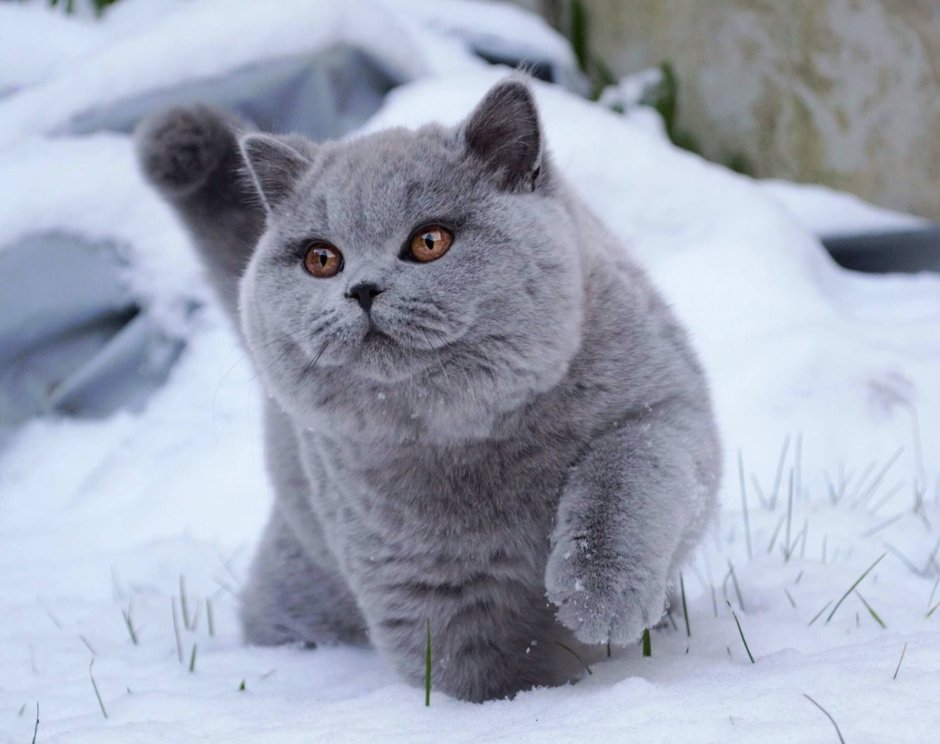 Британская вислоухая кошка