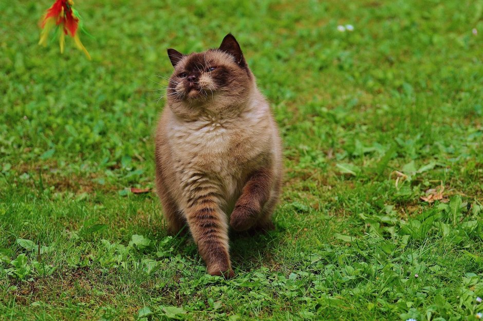 Британский короткошерстный кот толстый