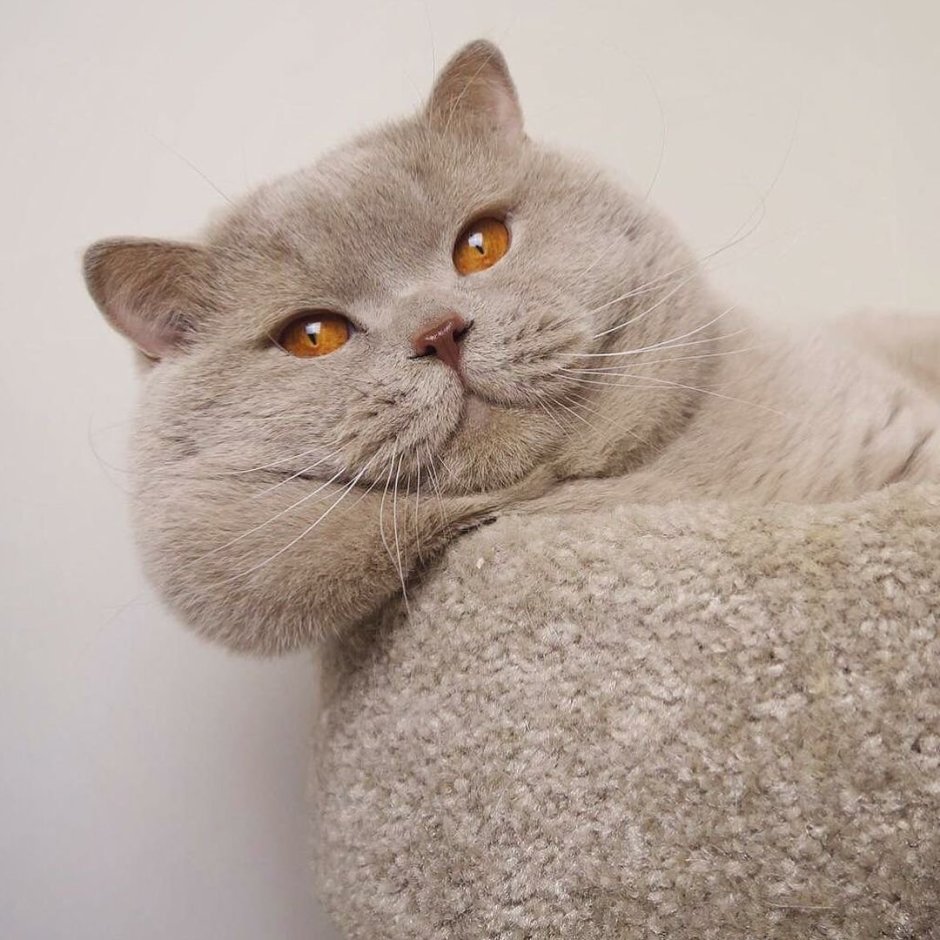 Британский кот Вильям