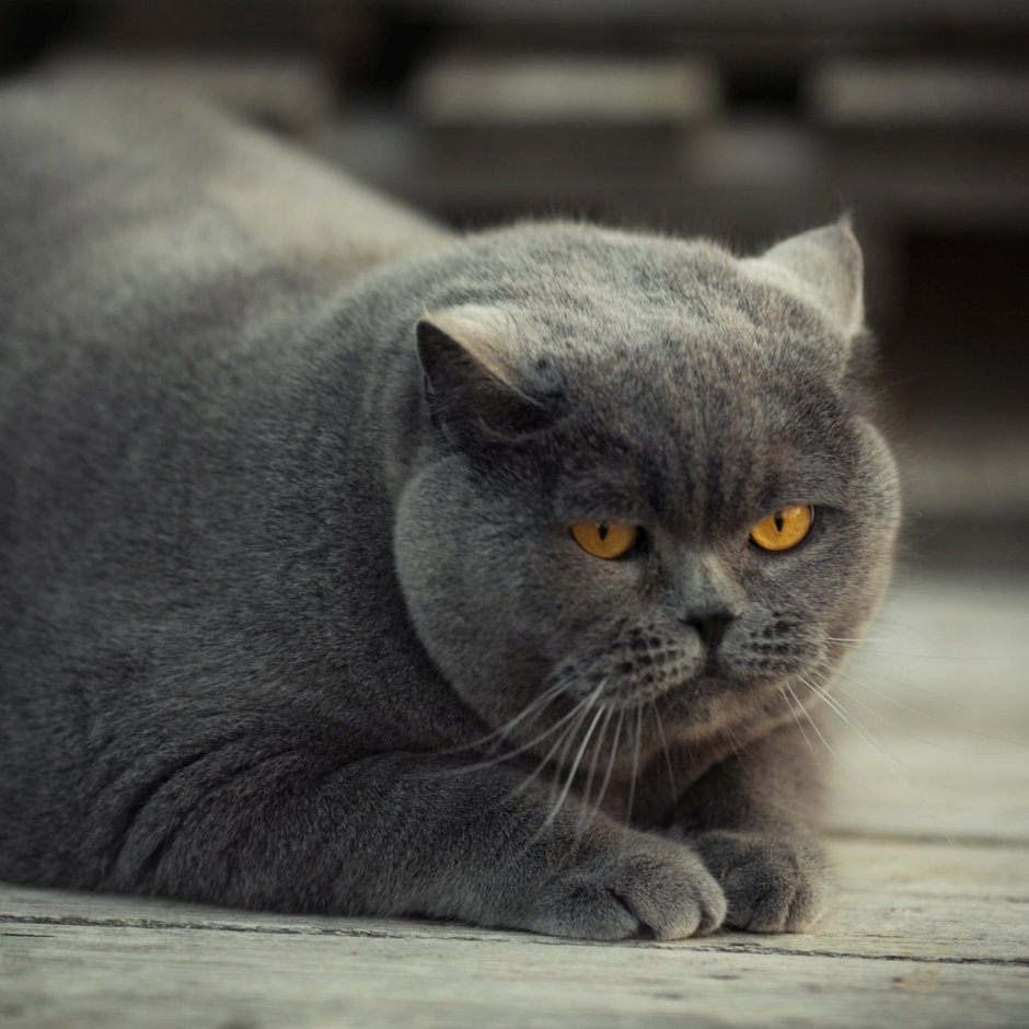 Британская короткошёрстная кошка