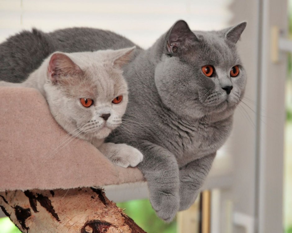 Кот дымчатый британец