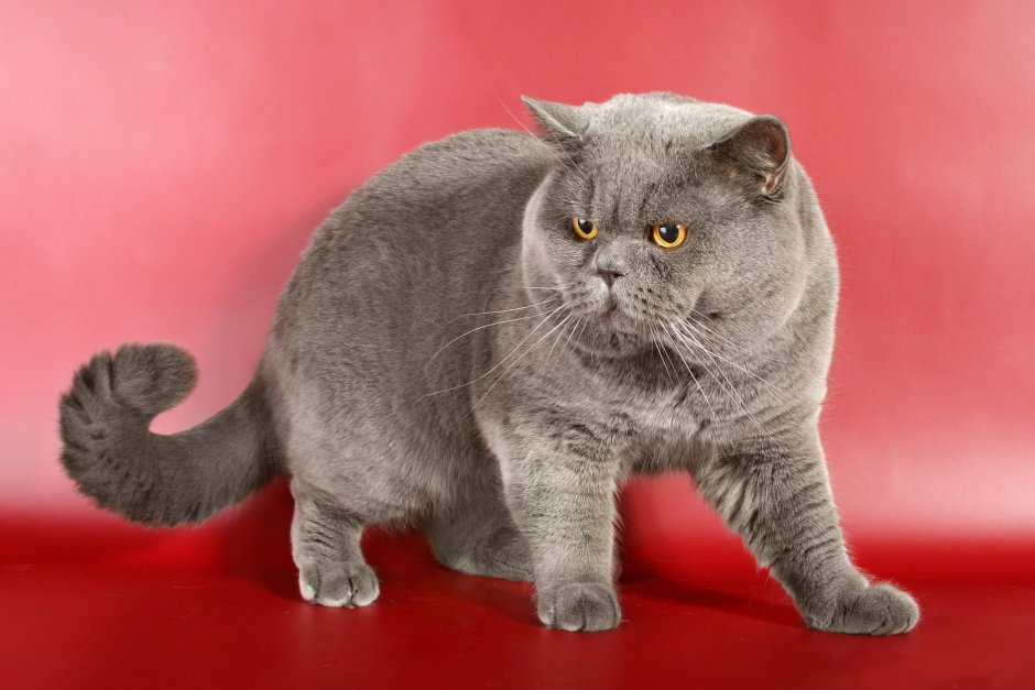 Наглая морда кота