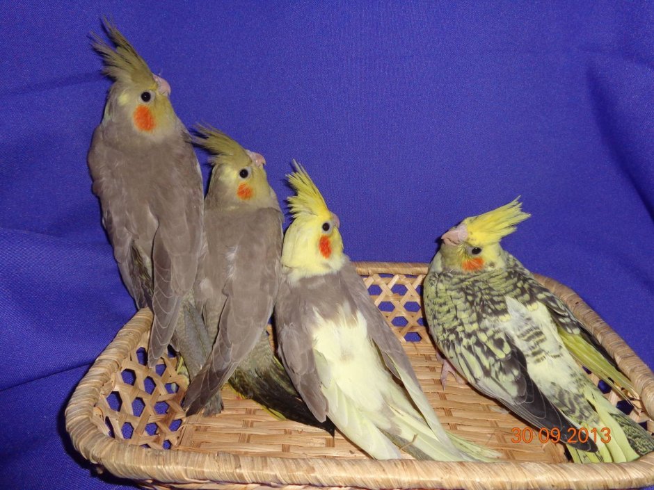 Чиби корелла