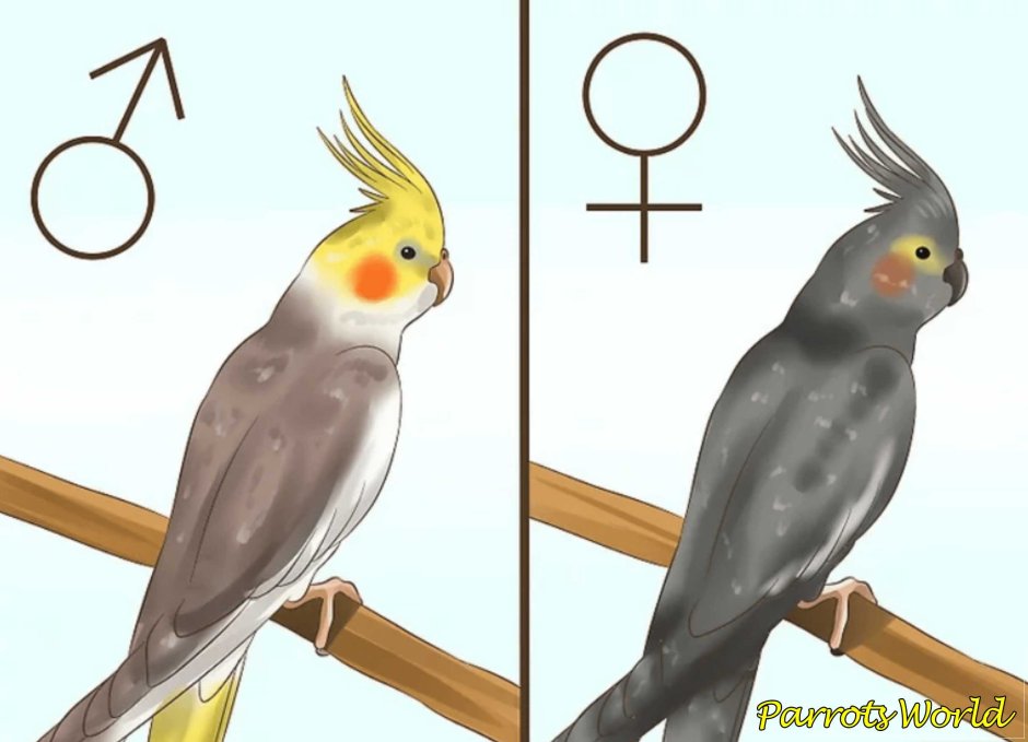 Корелла умный