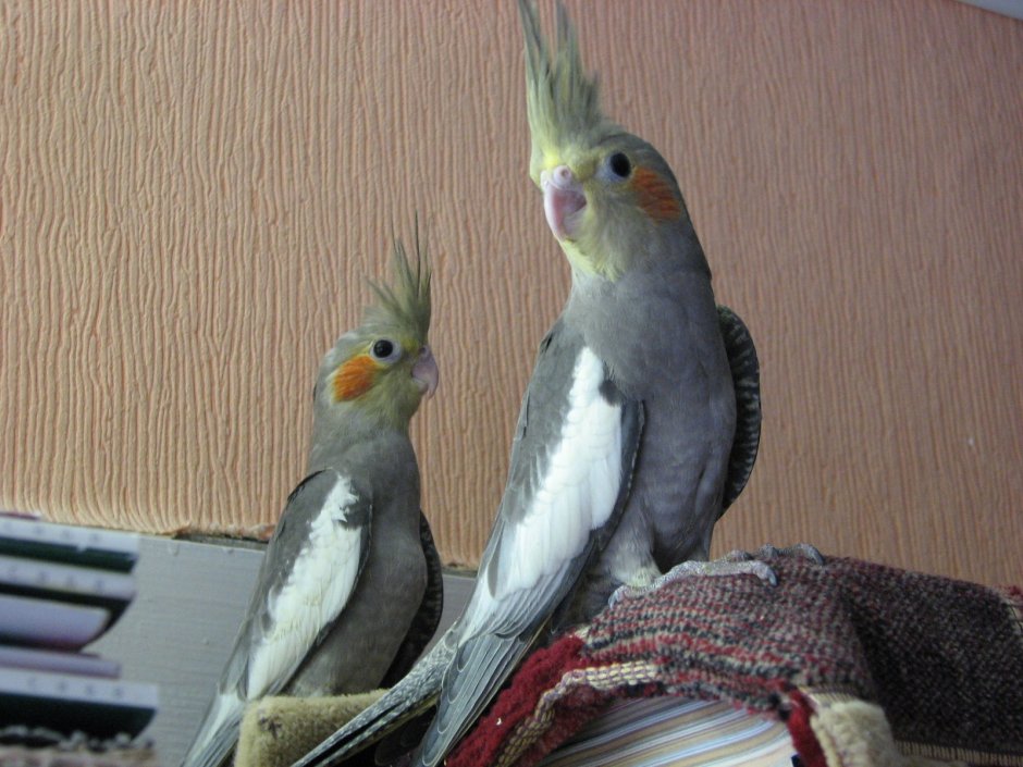 Корелла Оптима