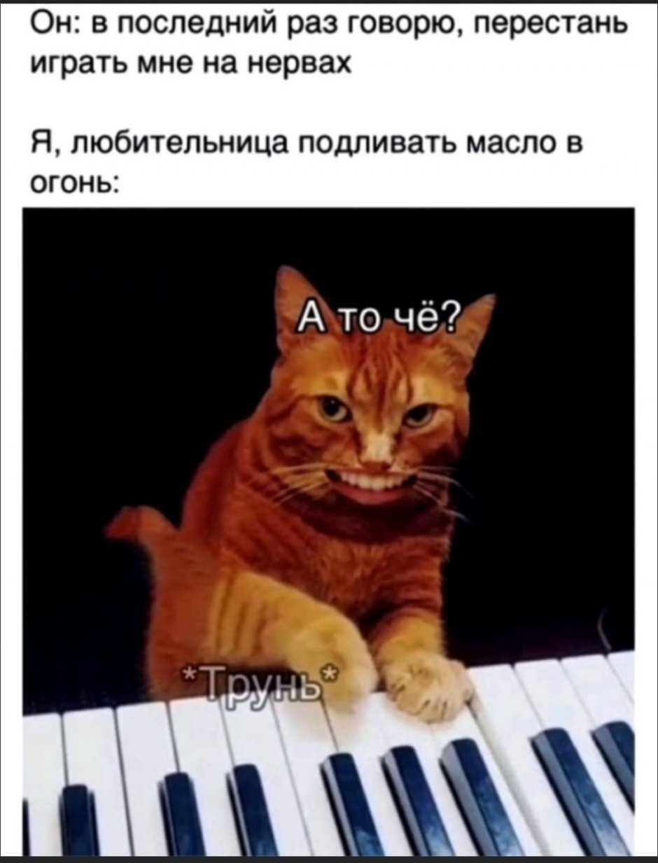 Кот пианист