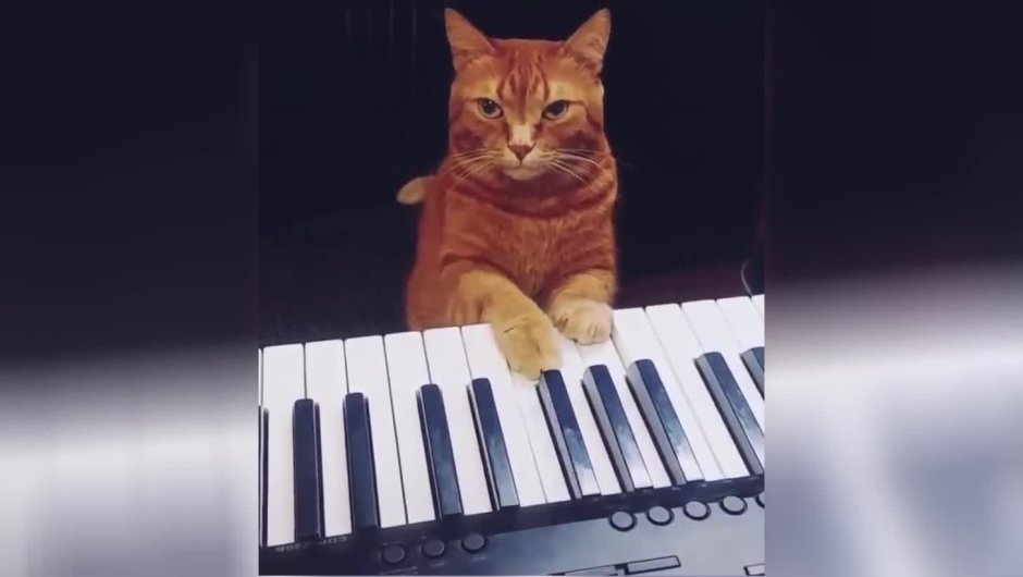 Кот пианист