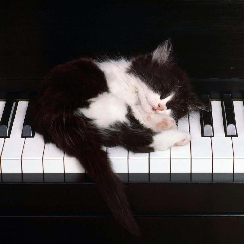 Кот пианист