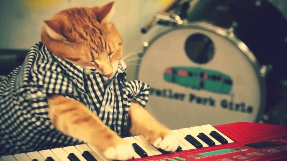 Котик играющий на пианино