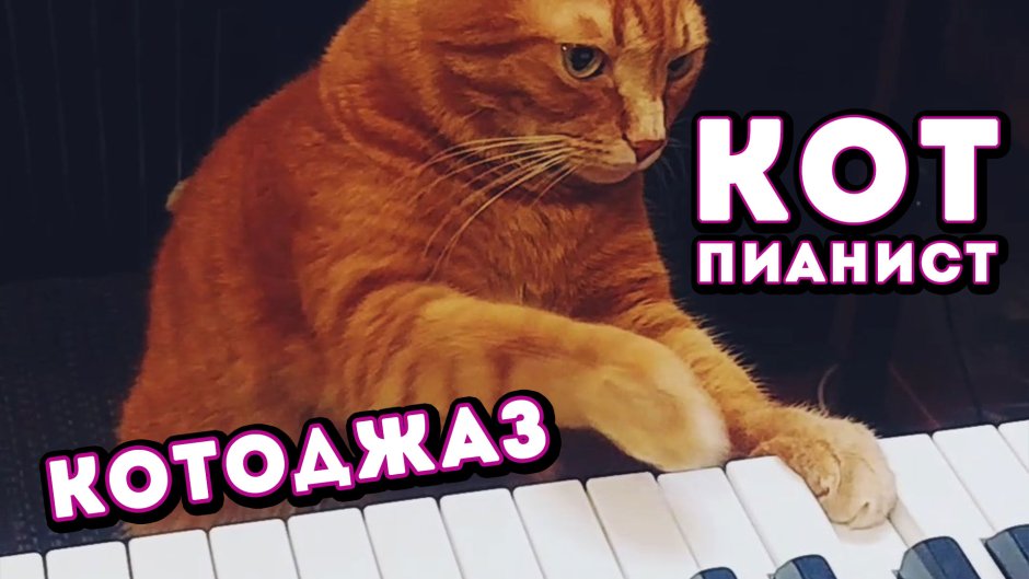 15 "Piano Cat" Sound variations in 60 seconds
