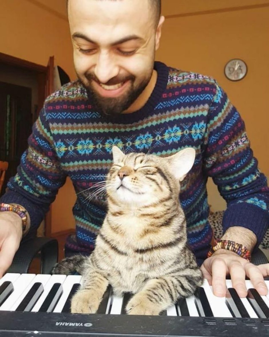 Турецкий музыкант и его кошки