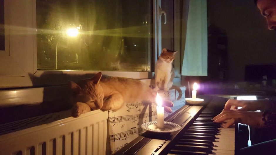 Рыжий кот пианист