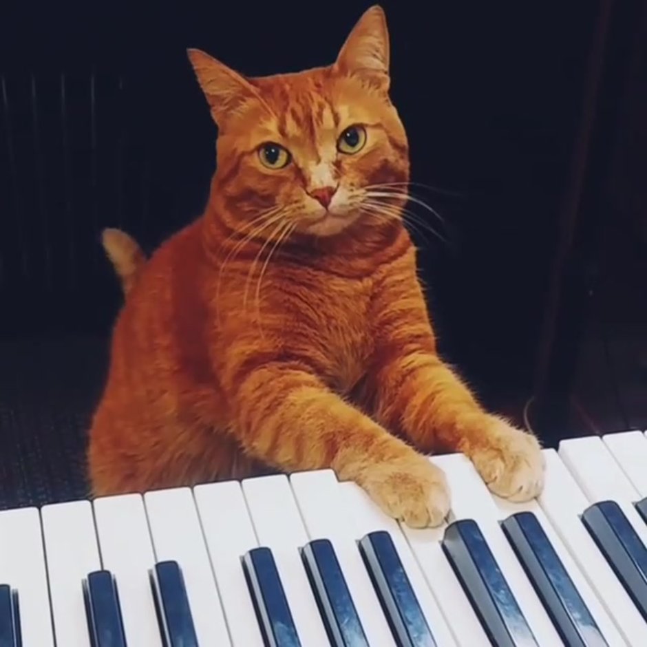 Мужчина и много котов