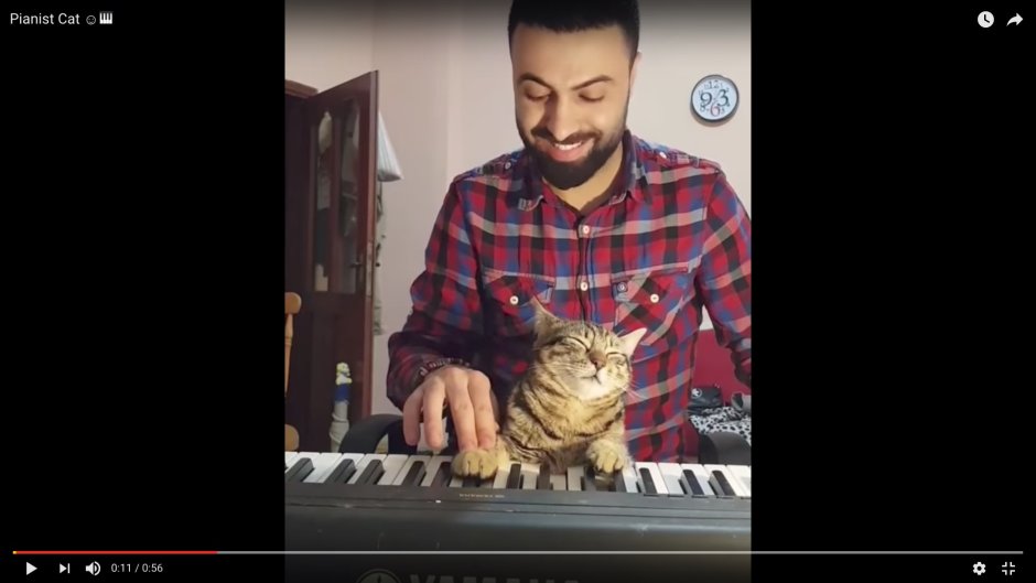 Кот играет на пианино