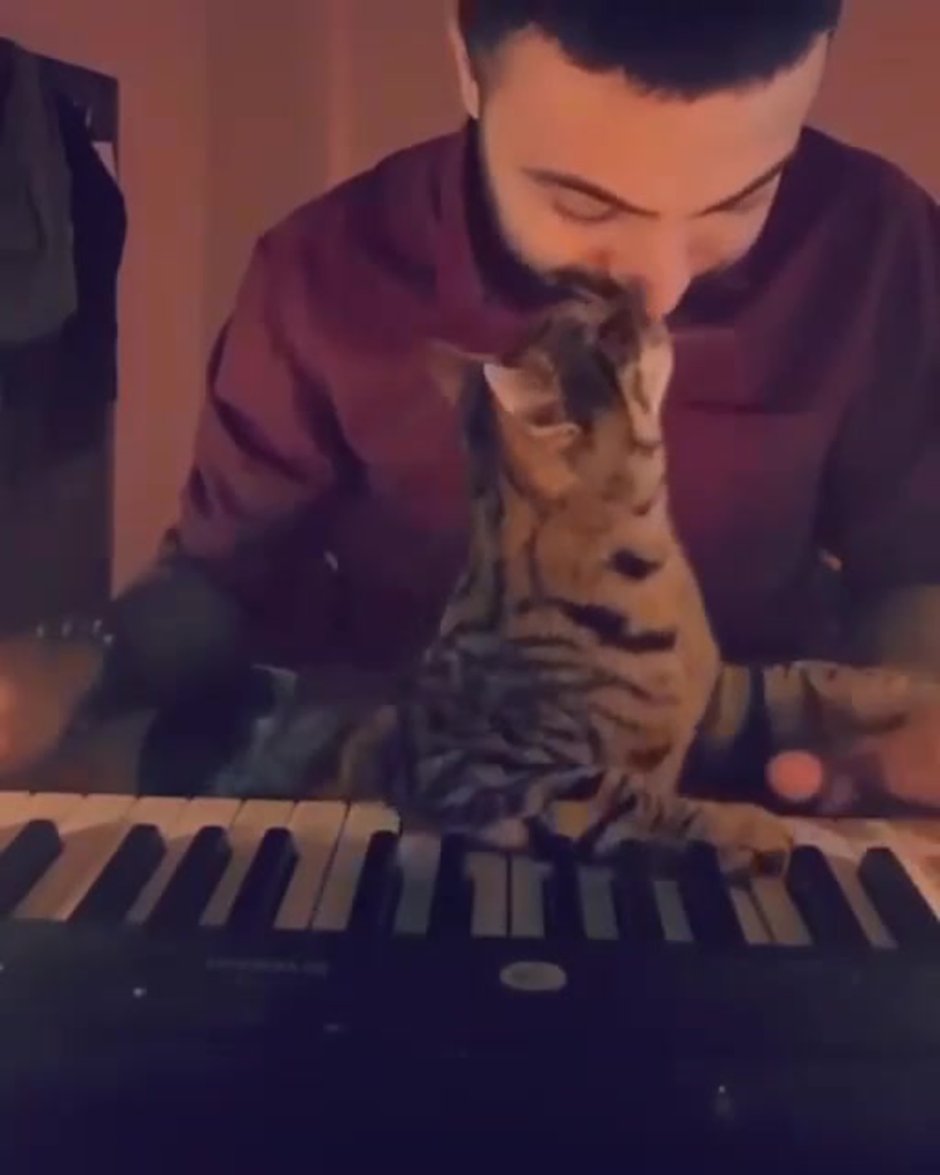 Кошка самка Мем