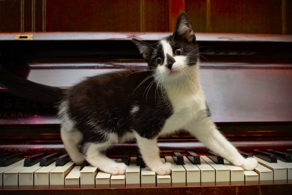 Котик Ноты