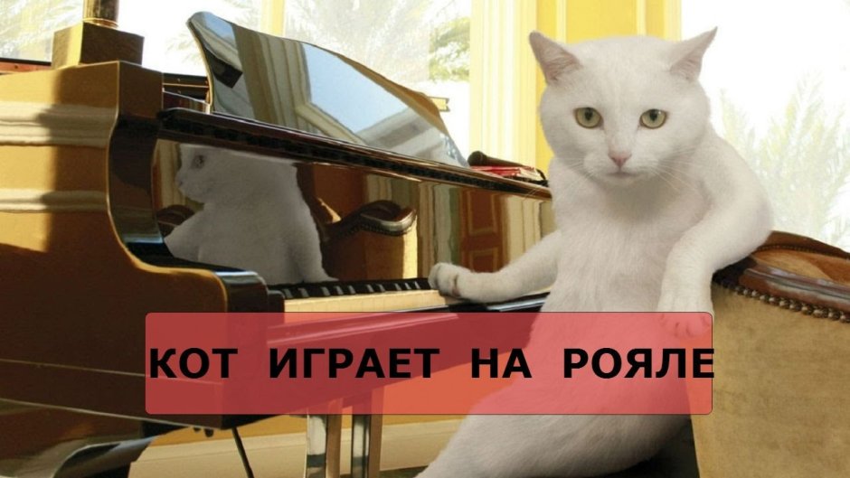 Коты за пианино
