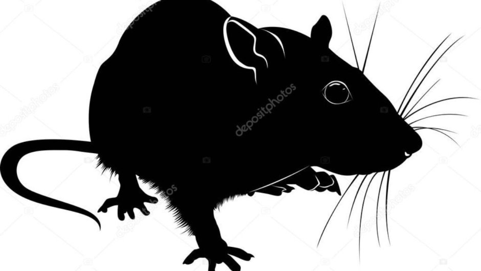 Rat White background