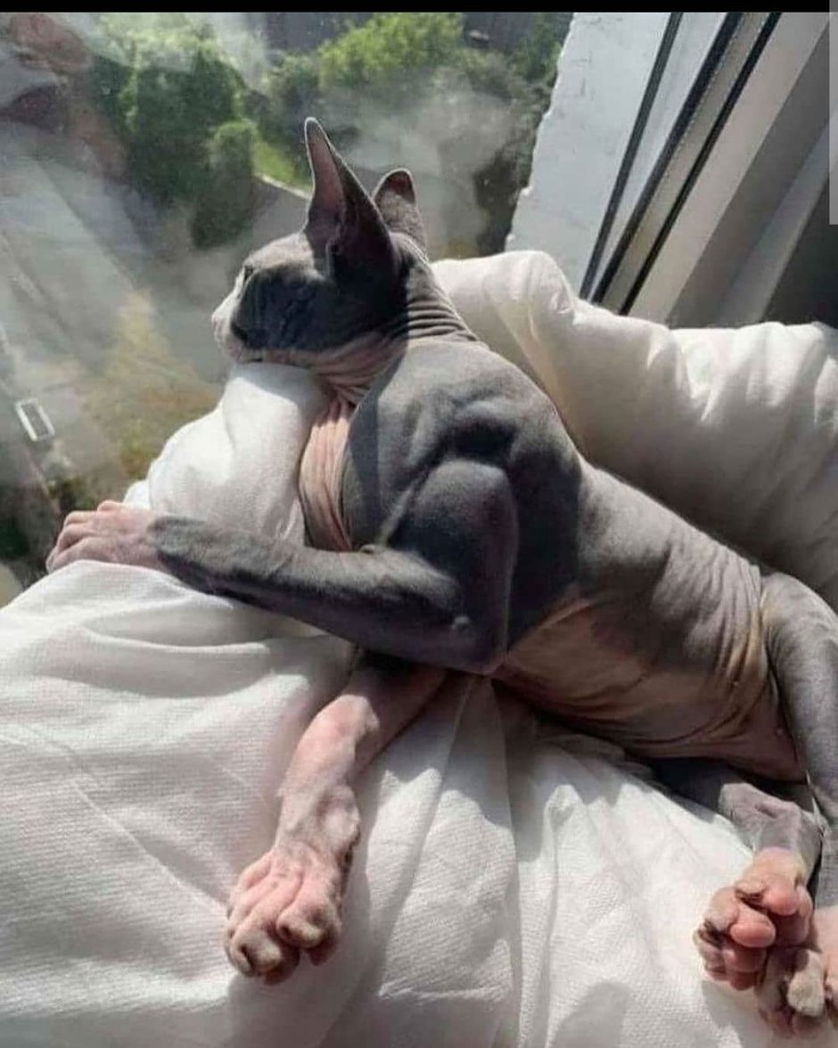 Кот качок