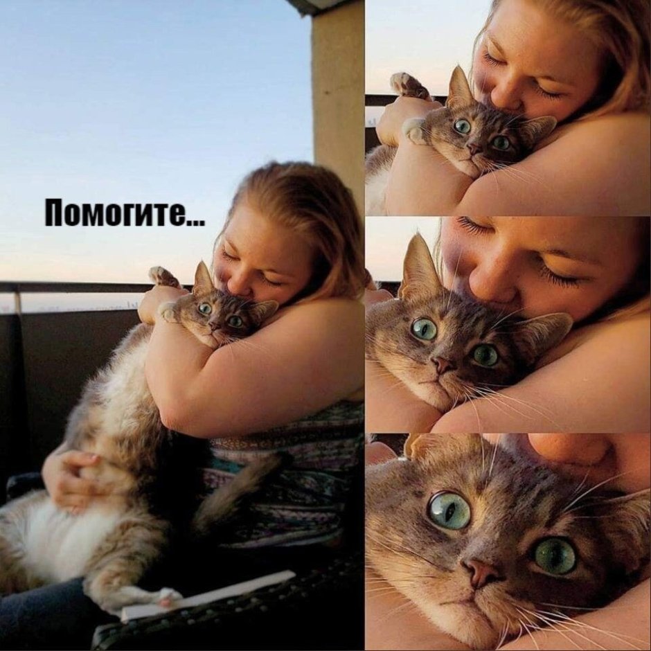 Четкий кот