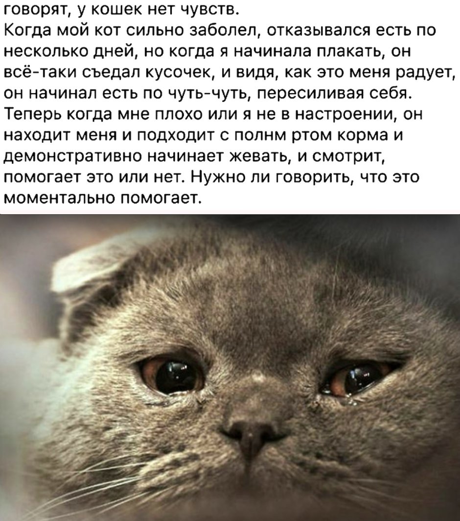 Забивной кот