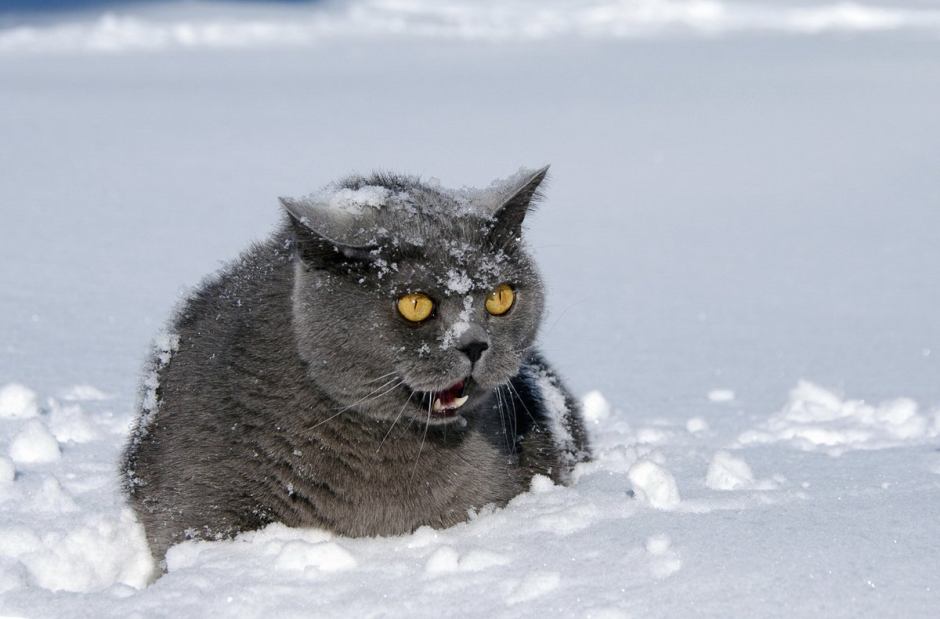 Кот в снегу кокаин