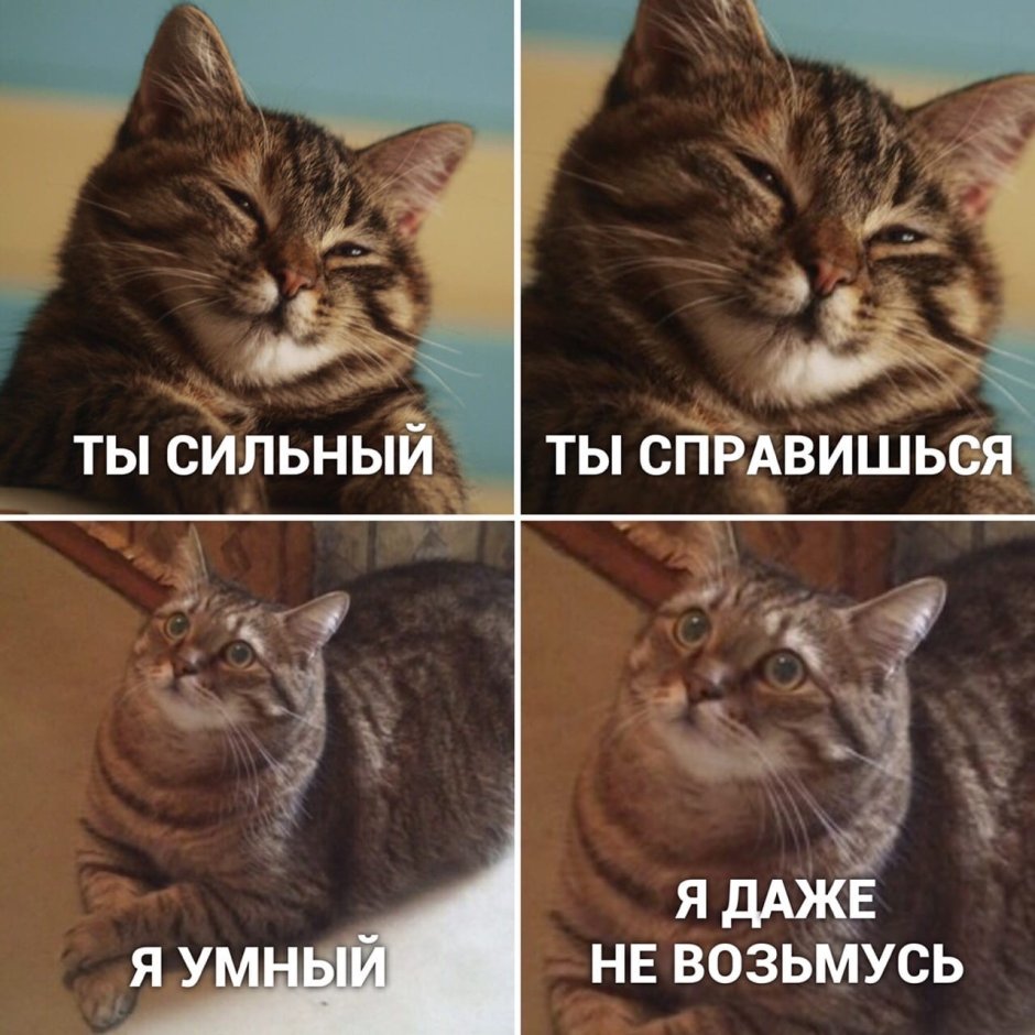 Переписка с котом