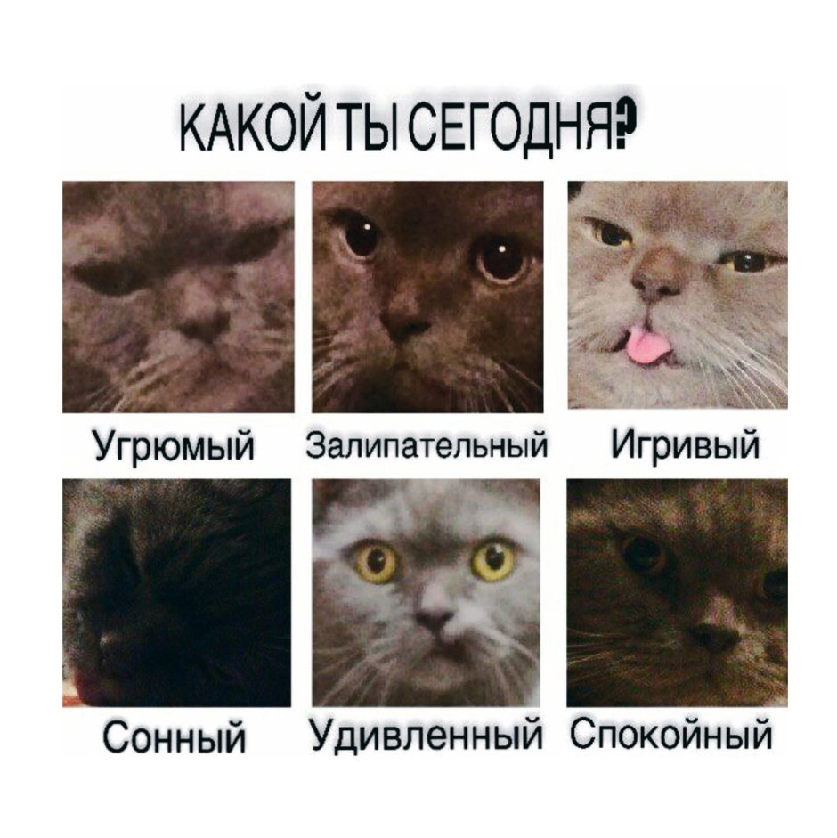 Расцарапанные руки от кота
