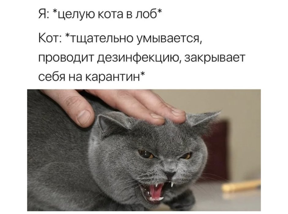 Скелет кота