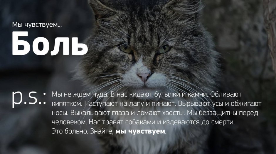 Цитаты про кошек