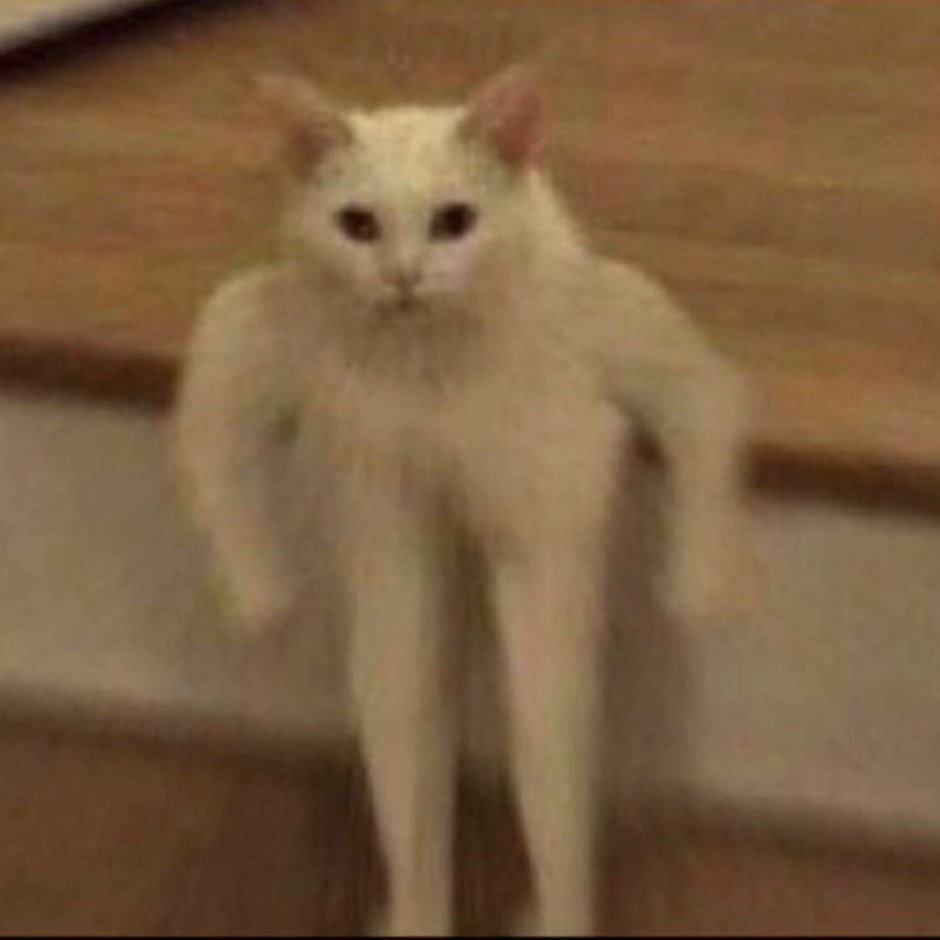 Котики по знаку зодиака