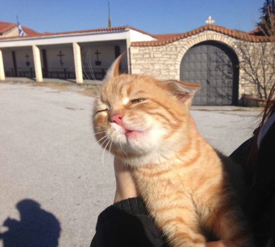 Кота сдувает ветром