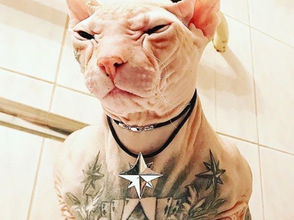 Кот интервью