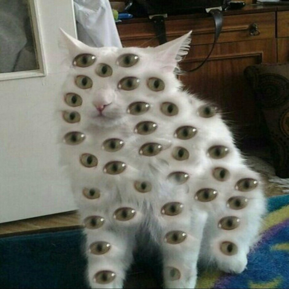 Схема кота