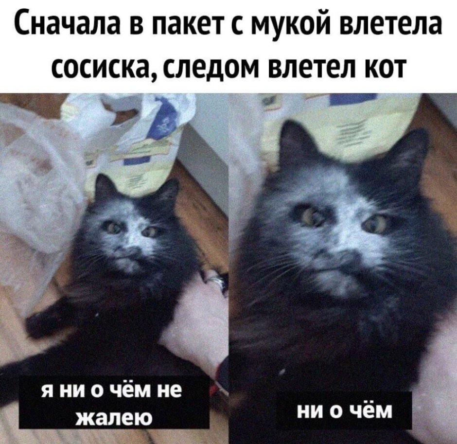 Кот на двух ногах