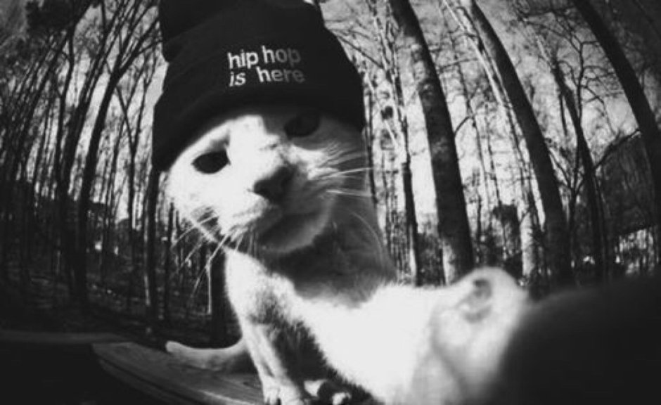 Дурные коты