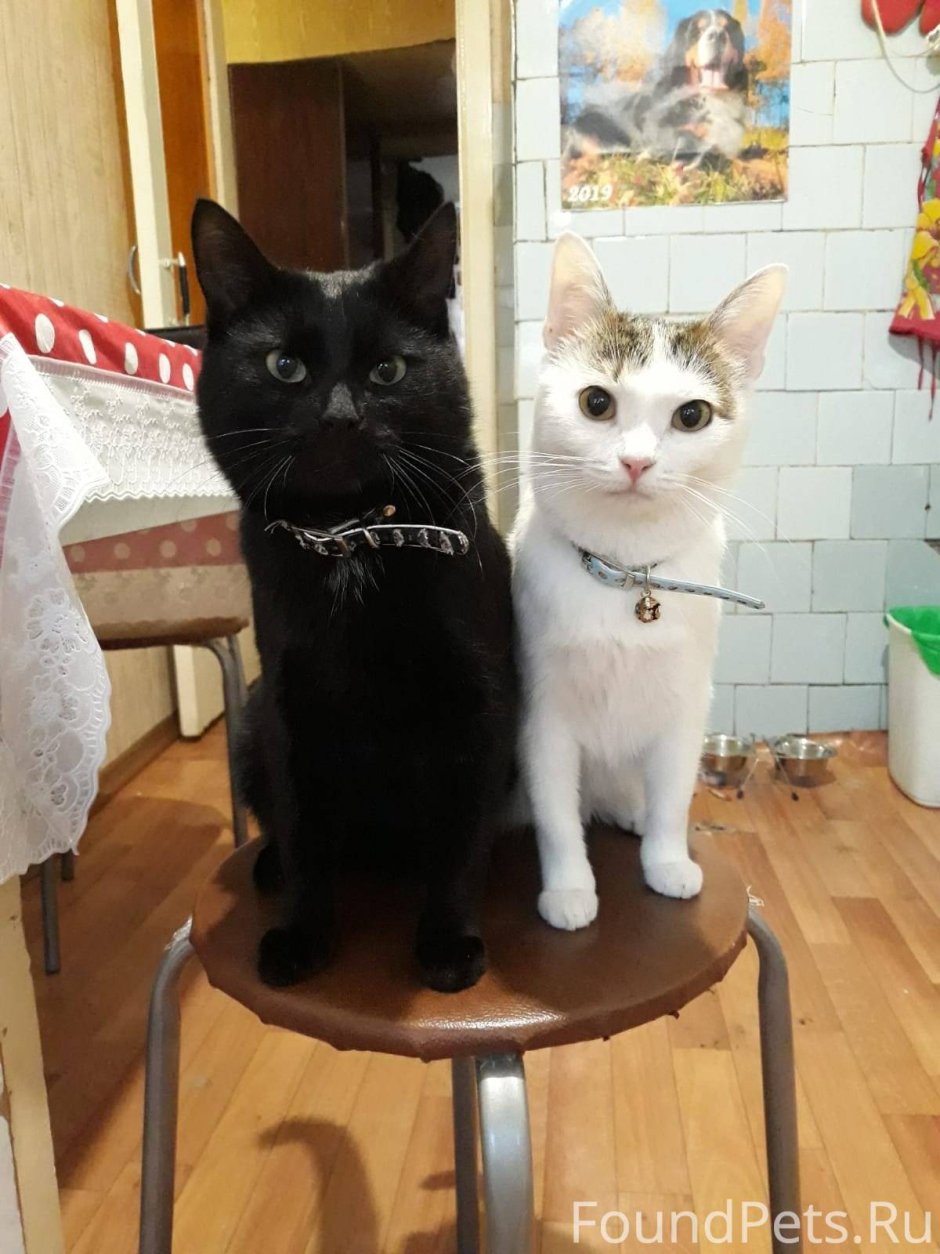 Мемы с котиками Кусь